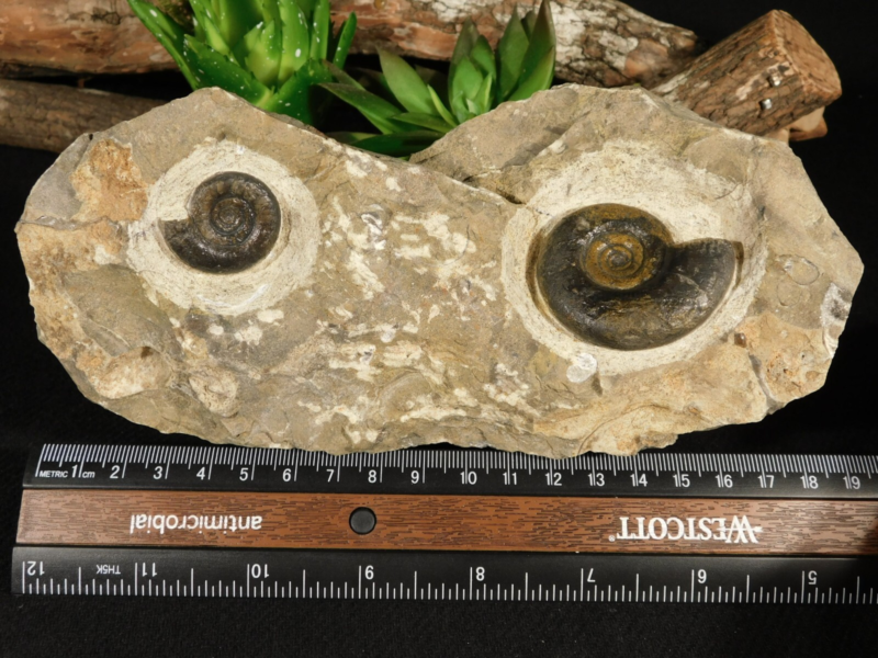 TWO! 100% Natural 400 Million Year Old! Devonian Era AMMONITE Fossils 800gr