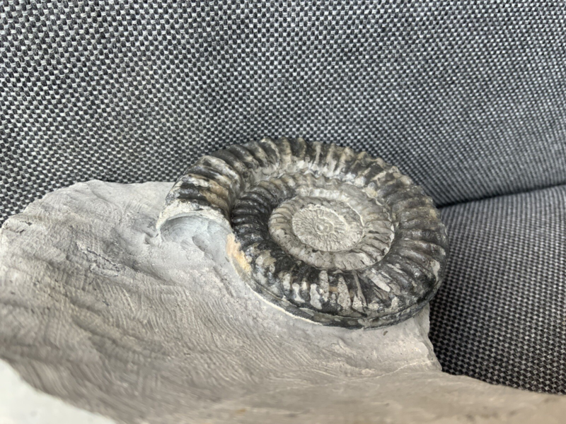 Green Ammonite Nodule Metophioceras sp Charmouth, Dorset, Rare Jurassic Fossil