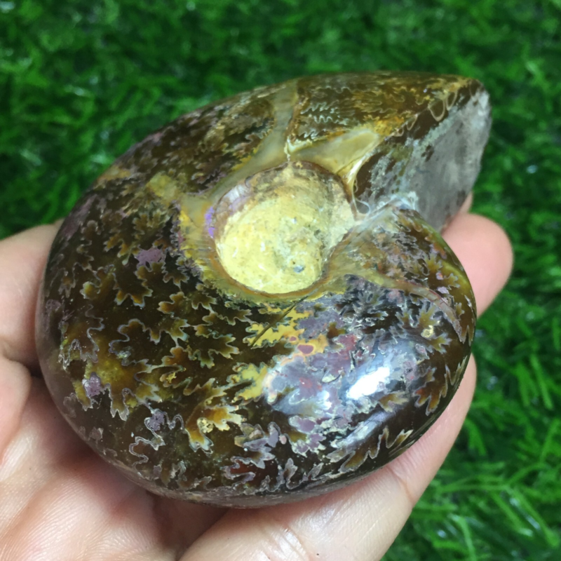 154g   Natural conch Ammonite fossil specimens of Madagascar 968