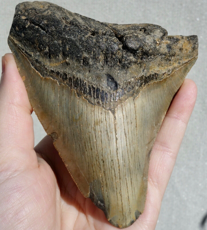 MEGALODON SHARK HUGE SERRATED TOOTH~ 4.58" ~SHARK TEETH~REAL FOSSIL~194gms!
