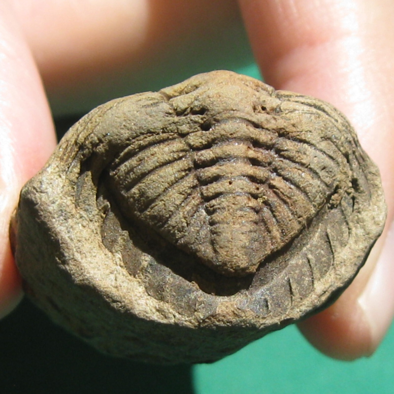 Trilobite Fossil Eldredgeia venustus Bolivia Devonian