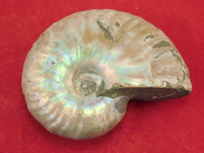 Iridescent Ammonite Fossil 100% Natural Madagascar! 19.4gr