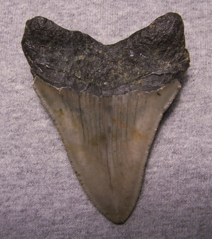 MEGALODON Shark Tooth 3 9/16" sharks teeth BIG jaw fossil REAL megladon SERRATED