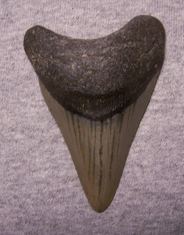 MEGALODON Shark Tooth 3 5/16" sharks teeth BIG jaw fossil REAL megladon SERRATED