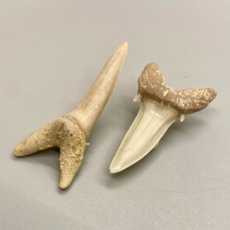 Beautiful Pair Fossil STRIATOLAMIA MACROTA - Extinct Sand Tiger - Central KZ