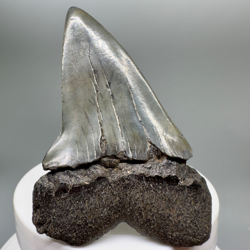 LARGE, colorful 2.79" Fossil EXTINCT MAKO Shark Tooth - Beaufort County, SC