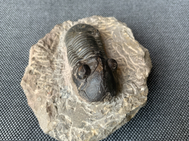 Detailed Trilobite Fossil, Morocco, Africa, Devonian, 400 Million Years Old