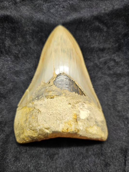 Riesiger Megalodon-Zahn, - 10cm - Carcharocles Megalodon 2-23 Millionen Jahre