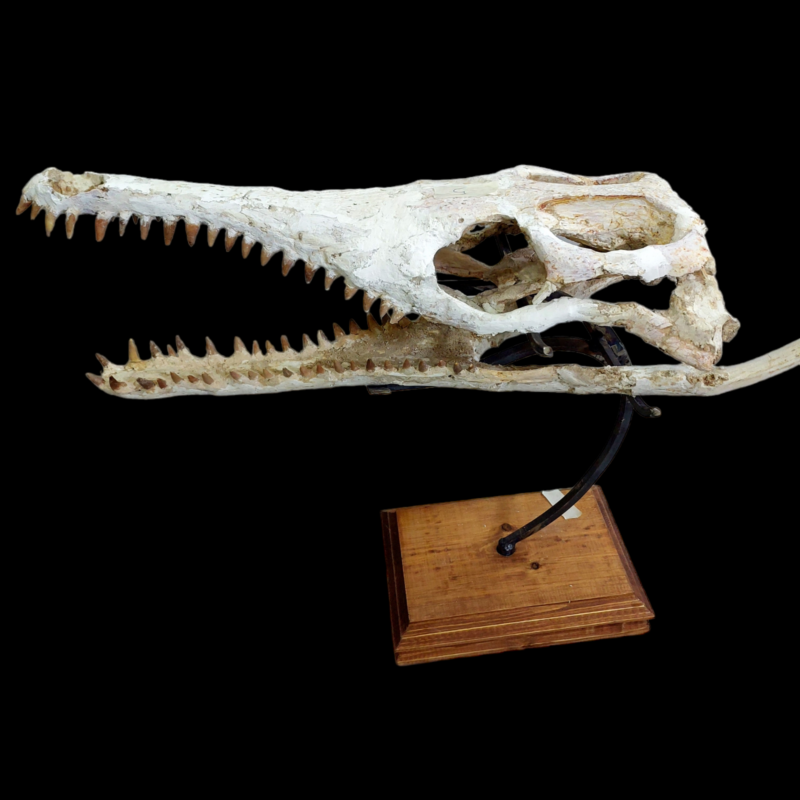 DYROSAURUS PHOSPHATICUS  Crocodile Skull Fossil   58 cm - Morocco