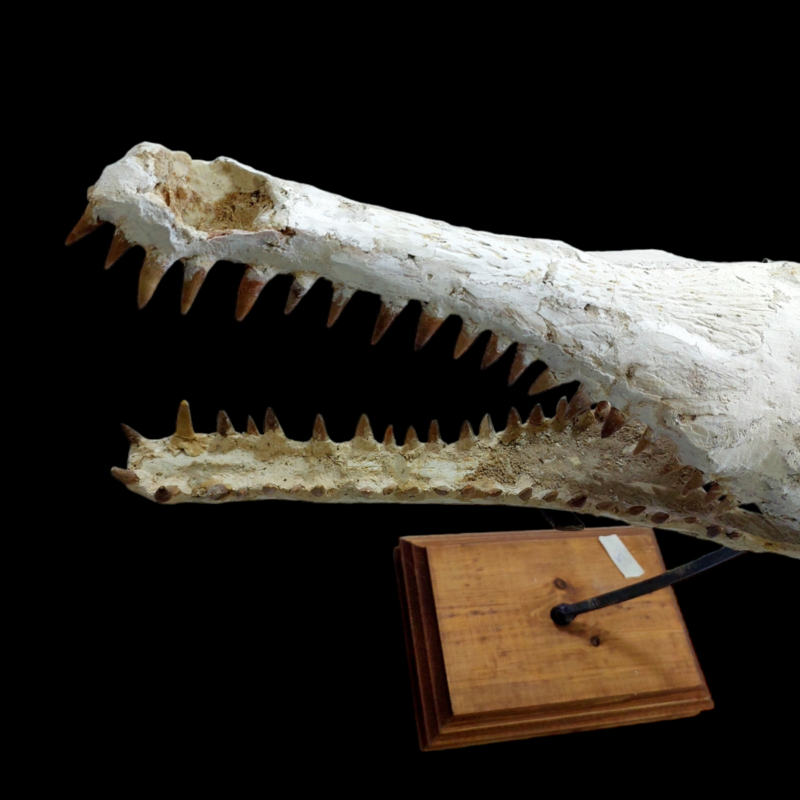 DYROSAURUS PHOSPHATICUS  Crocodile Skull Fossil   58 cm - Morocco