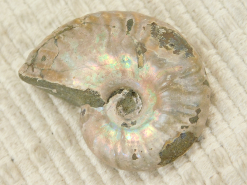 Iridescent Ammonite Fossil 100% Natural Madagascar! 19.4gr