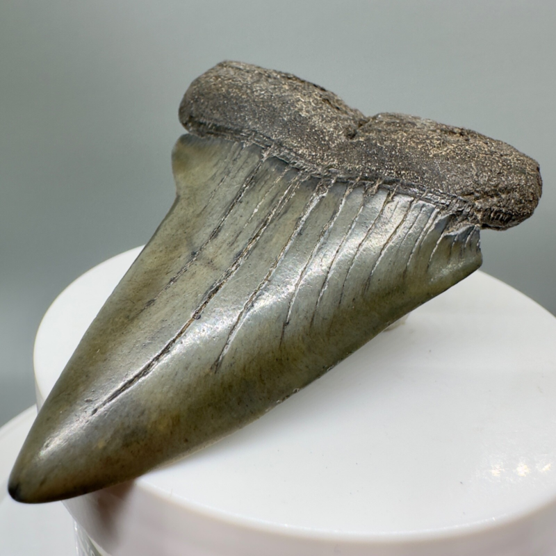 LARGE, colorful 2.79" Fossil EXTINCT MAKO Shark Tooth - Beaufort County, SC