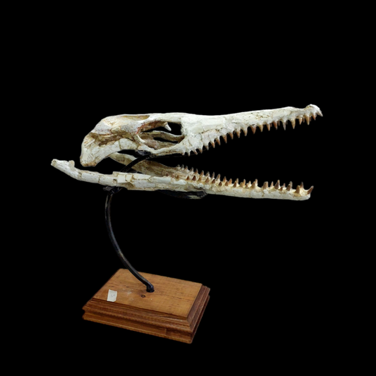 DYROSAURUS PHOSPHATICUS  Crocodile Skull Fossil   58 cm - Morocco