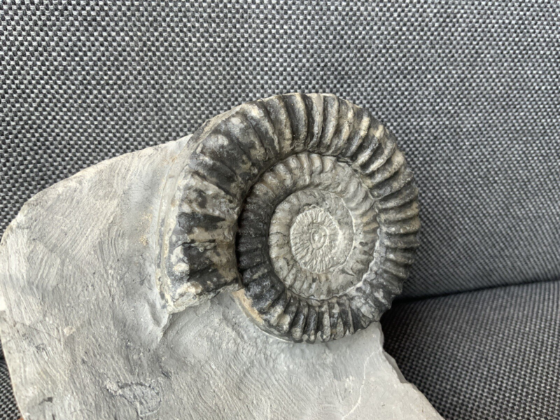 Green Ammonite Nodule Metophioceras sp Charmouth, Dorset, Rare Jurassic Fossil