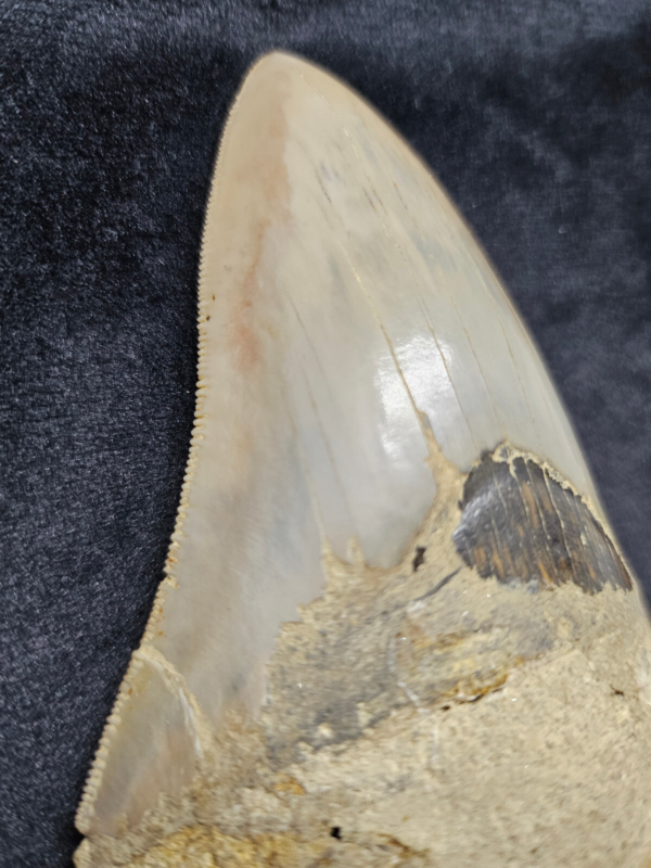 Riesiger Megalodon-Zahn, - 10cm - Carcharocles Megalodon 2-23 Millionen Jahre