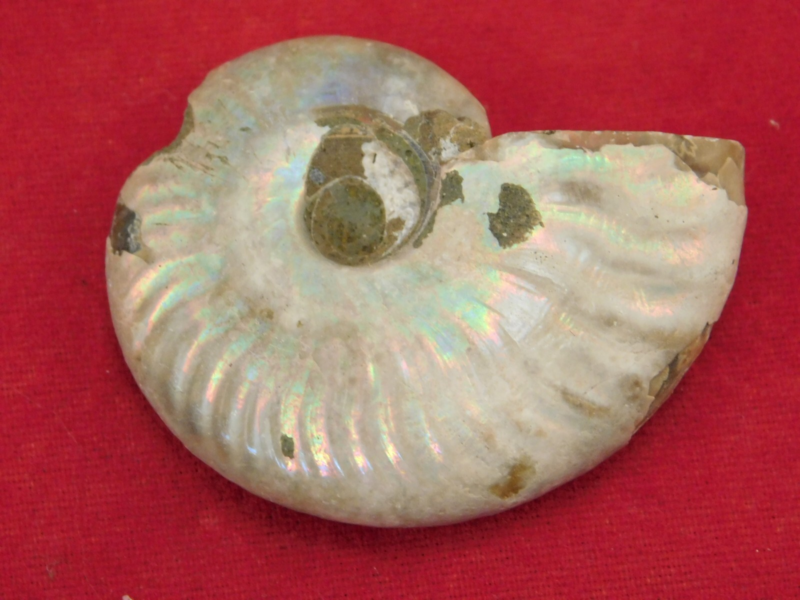 Iridescent Ammonite Fossil 100% Natural Madagascar! 13.1gr