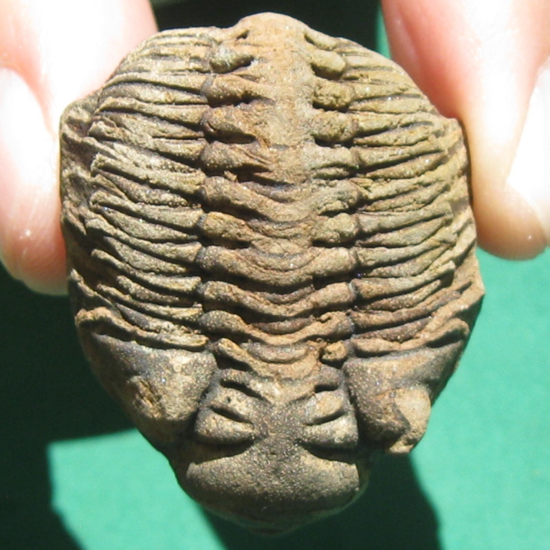 Trilobite Fossil Eldredgeia venustus Bolivia Devonian