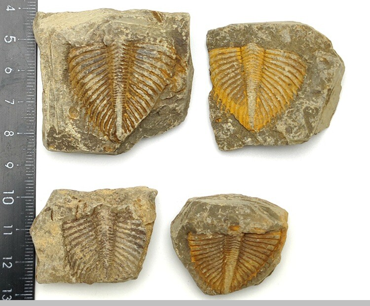 100% Natural Trilobite Tail Fossil Ancient fossils Teaching Specimens Collection