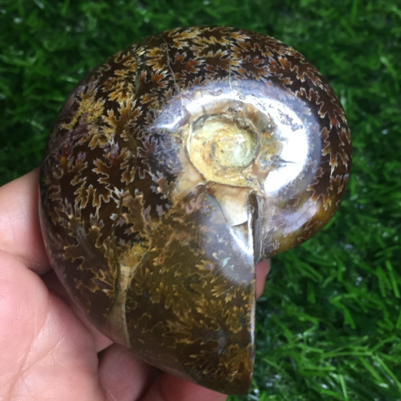 154g   Natural conch Ammonite fossil specimens of Madagascar 968