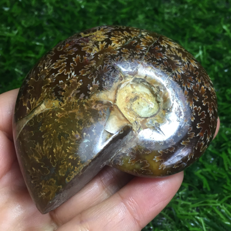 154g   Natural conch Ammonite fossil specimens of Madagascar 968