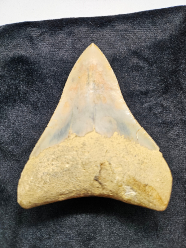 Riesiger Megalodon-Zahn, - 10cm - Carcharocles Megalodon 2-23 Millionen Jahre