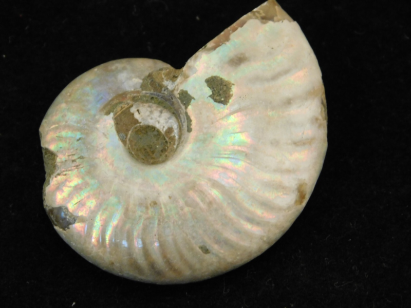 Iridescent Ammonite Fossil 100% Natural Madagascar! 13.1gr