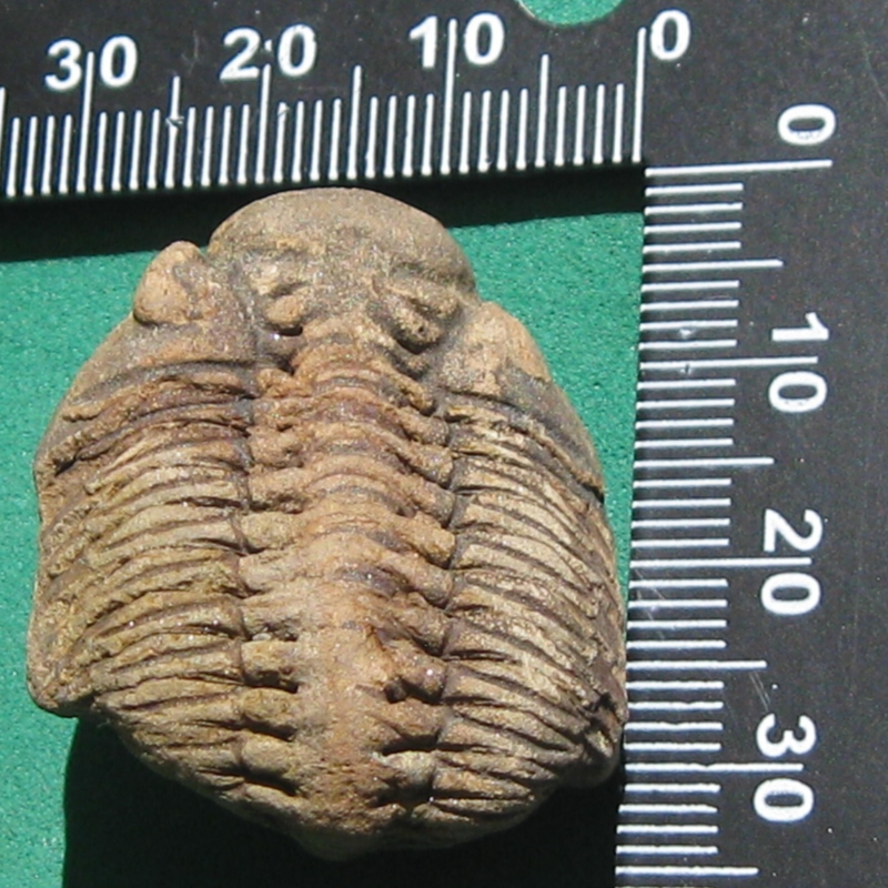 Trilobite Fossil Eldredgeia venustus Bolivia Devonian