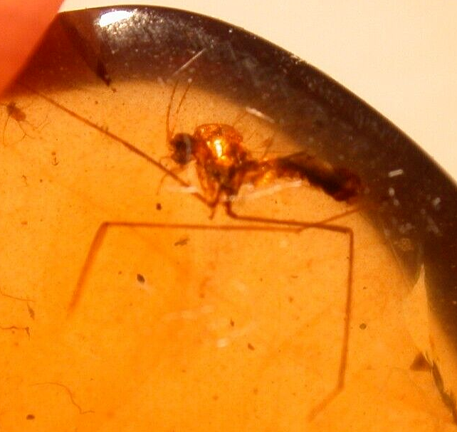 Beautiful Spider with Fly in Burmite Burmese Amber Fossil Gemstone Dinosaur Age