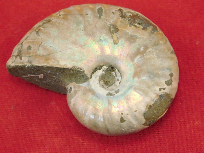 Iridescent Ammonite Fossil 100% Natural Madagascar! 19.4gr