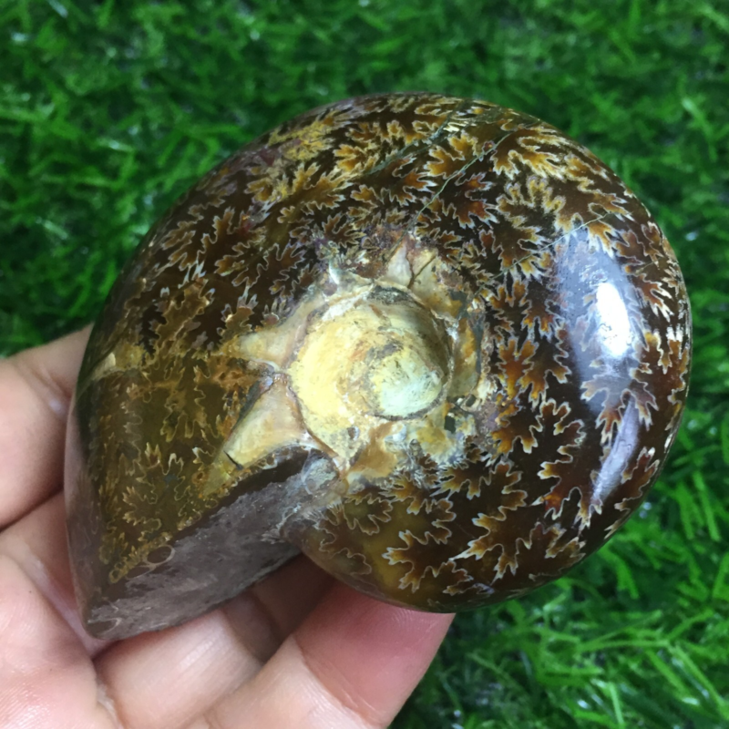 154g   Natural conch Ammonite fossil specimens of Madagascar 968