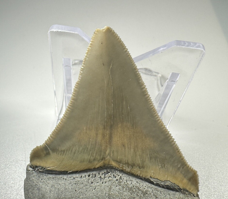 2.5 In Colorful Aurora Lee Creek Chubutensis Shark tooth Fossil Chub NC