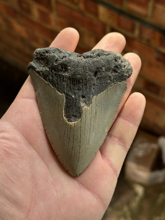 Megalodon Shark Tooth USA 3.9 Inch
