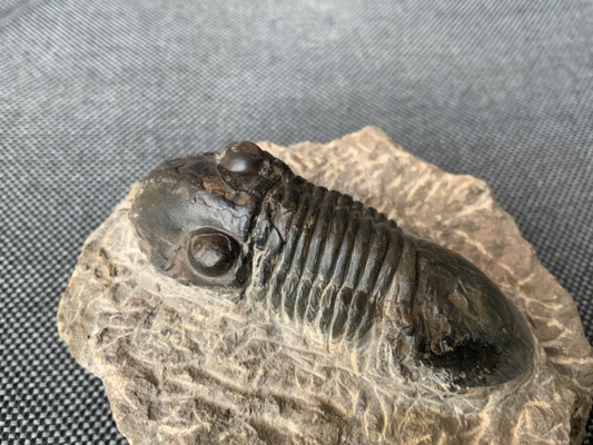Detailed Trilobite Fossil, Morocco, Africa, Devonian, 400 Million Years Old