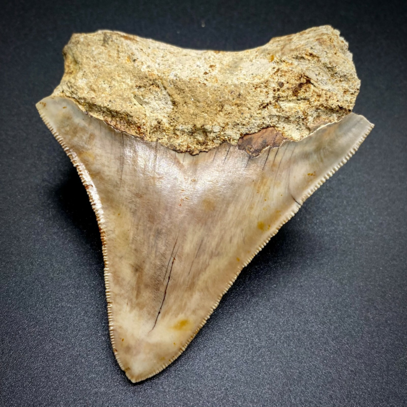 3.70" Sharply Serrated Fossil MEGALODON Shark Tooth