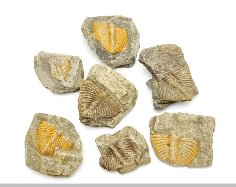100% Natural Trilobite Tail Fossil Ancient fossils Teaching Specimens Collection