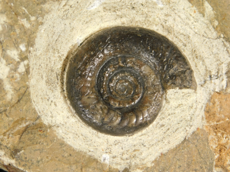 TWO! 100% Natural 400 Million Year Old! Devonian Era AMMONITE Fossils 800gr