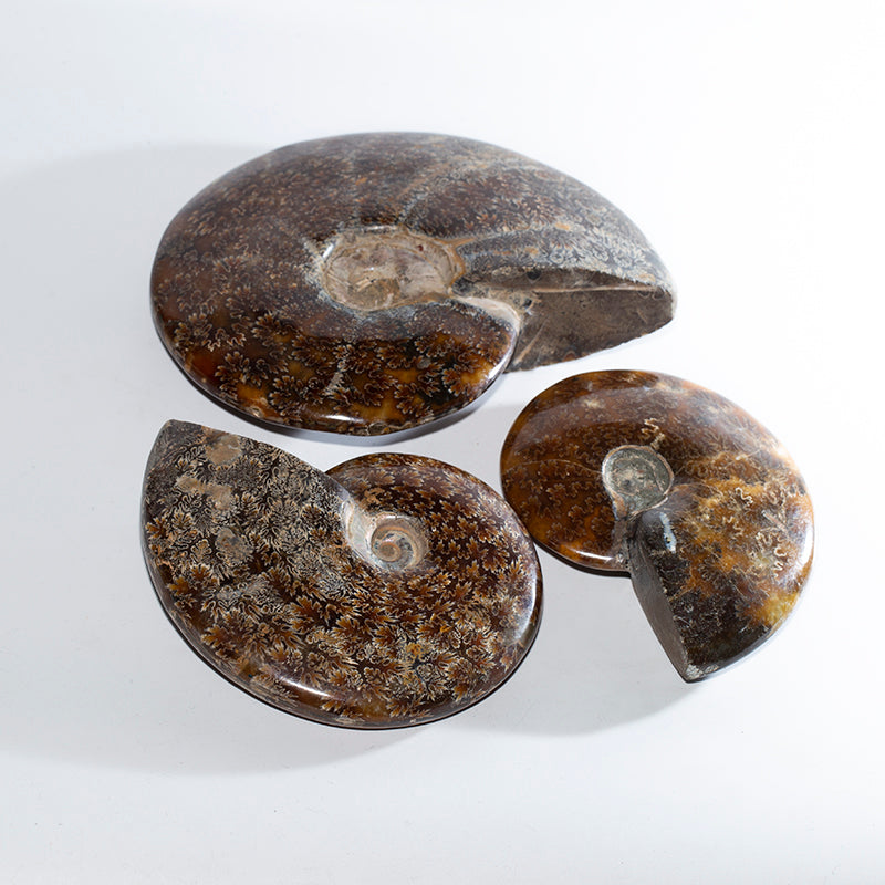 Jade screw fossil biliary fossil