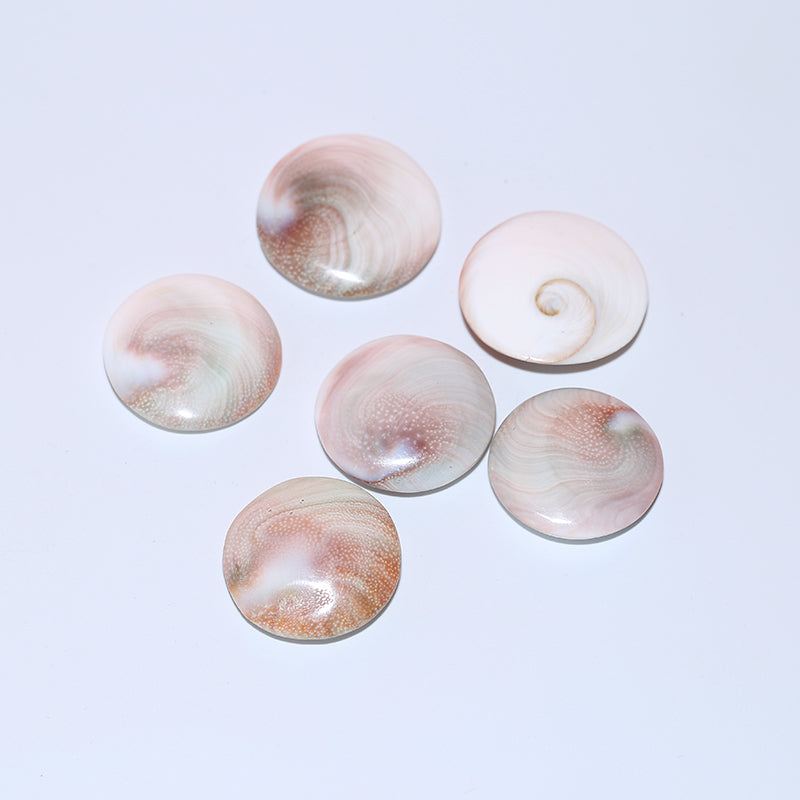 8pcs Solar shell pendant crystal round fossil