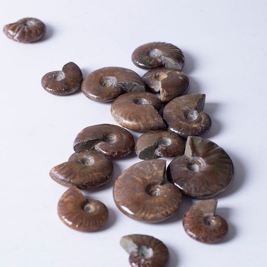 High quality rainbow sea spiro gas fossil