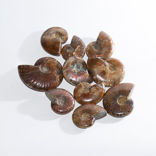 Fossil snail bile quantity