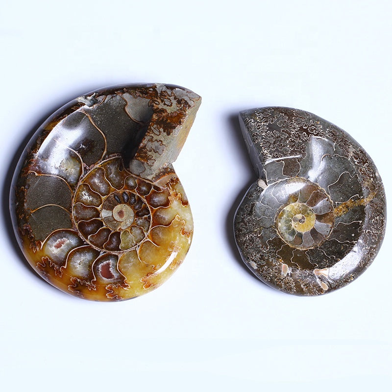 Natural High Quality Hand Carved Polished Snail Conch Cossil Bowl Crystal Quartz Ashtray For Decoration