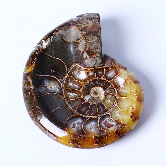 Natural High Quality Hand Carved Polished Snail Conch Cossil Bowl Crystal Quartz Ashtray For Decoration