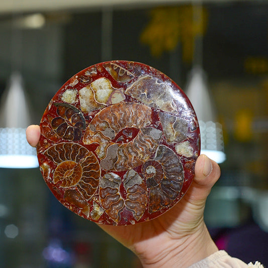Natural fossil spiral chrysanthemum spiral disc gift