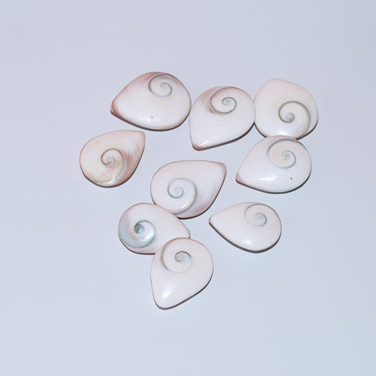 1pcs Housing fossil droplet fossil sun shellfish