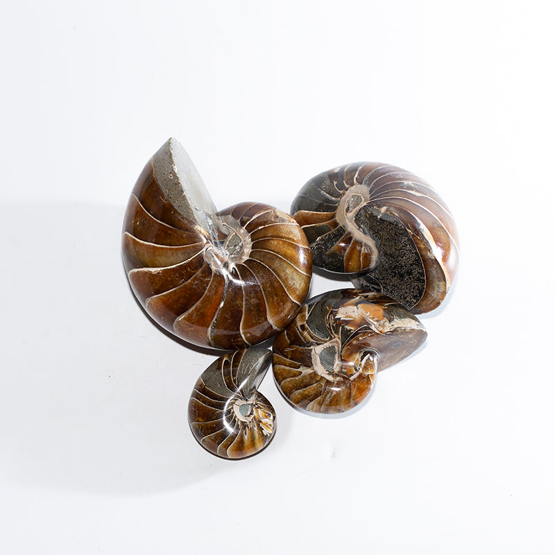 Parrot screw spiral fine stone stone science decoration