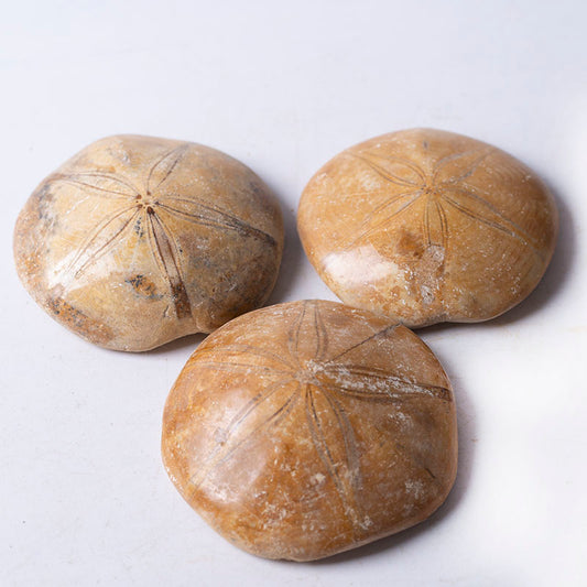 Madagascar starfish aster fossilized shell