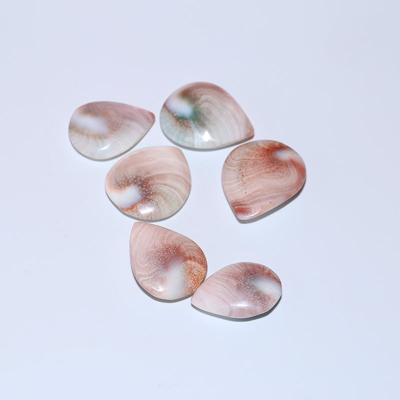 1pcs Housing fossil droplet fossil sun shellfish