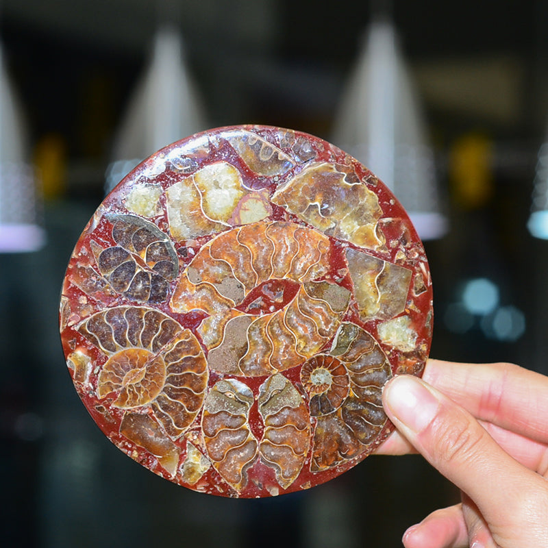 Natural fossil spiral chrysanthemum spiral disc gift