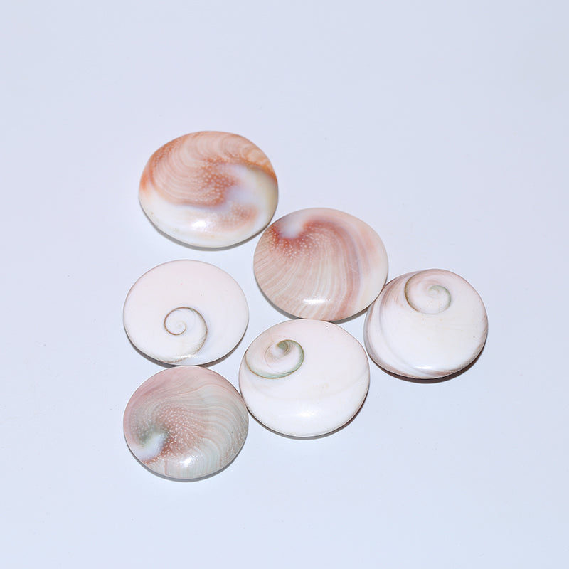 8pcs Solar shell pendant crystal round fossil