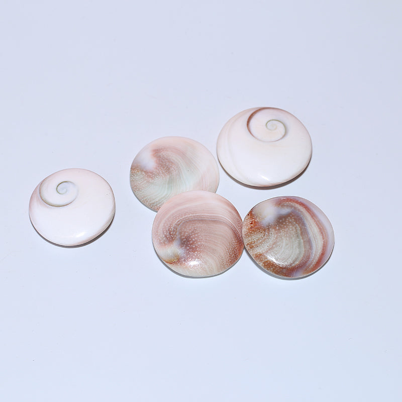 8pcs Solar shell pendant crystal round fossil